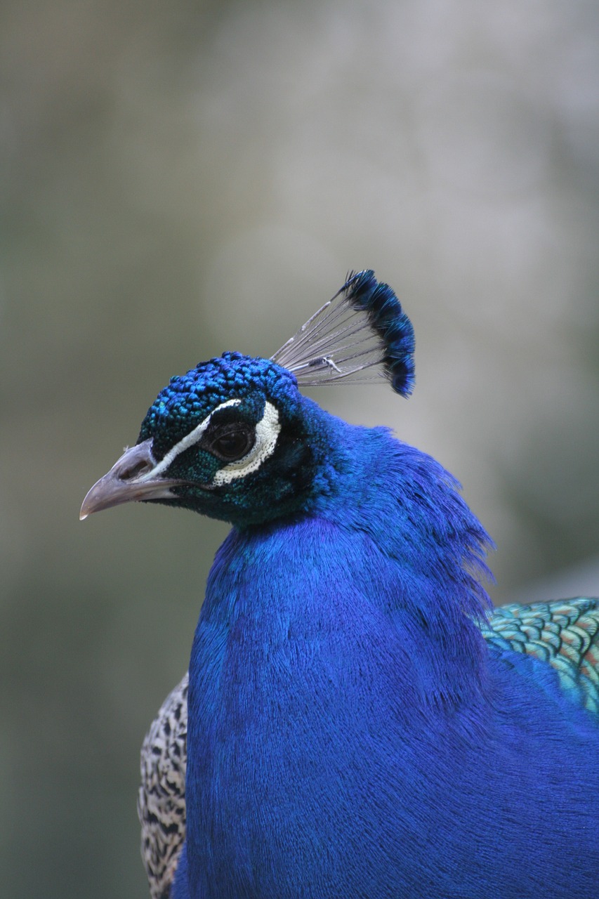 Download free photo of Peacock,zoo,animal,free pictures, free photos ...