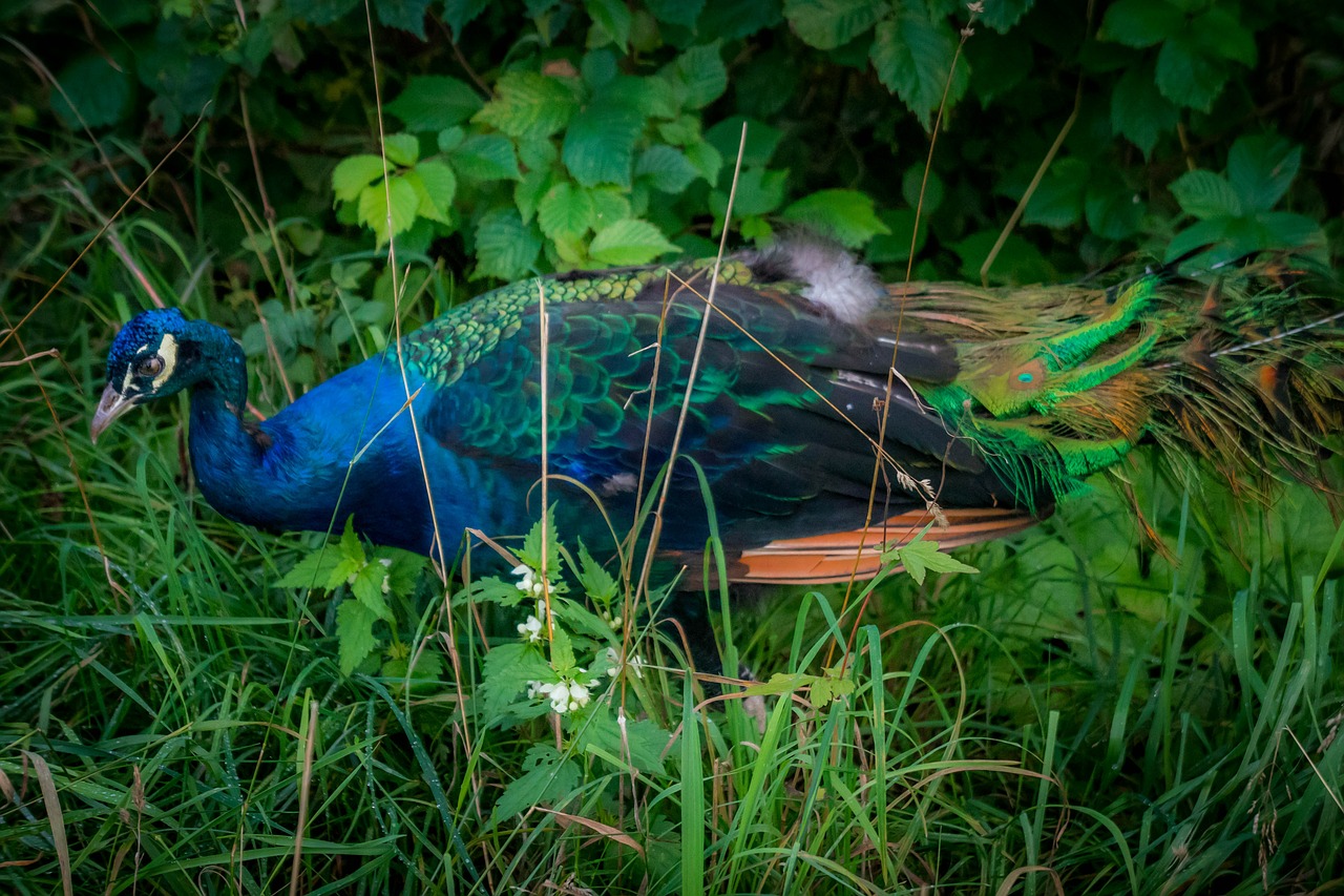 peacock beautiful bird free photo