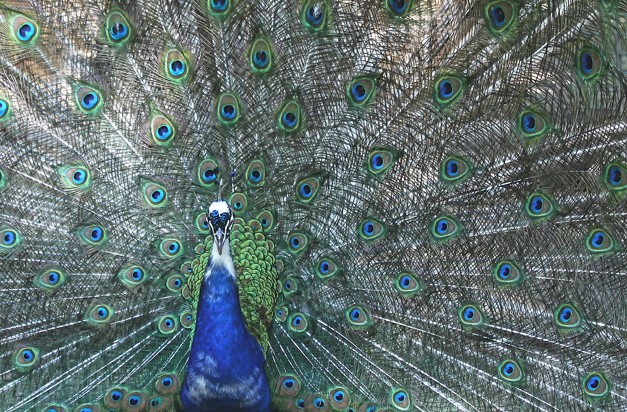 peacock four spot feather free photo