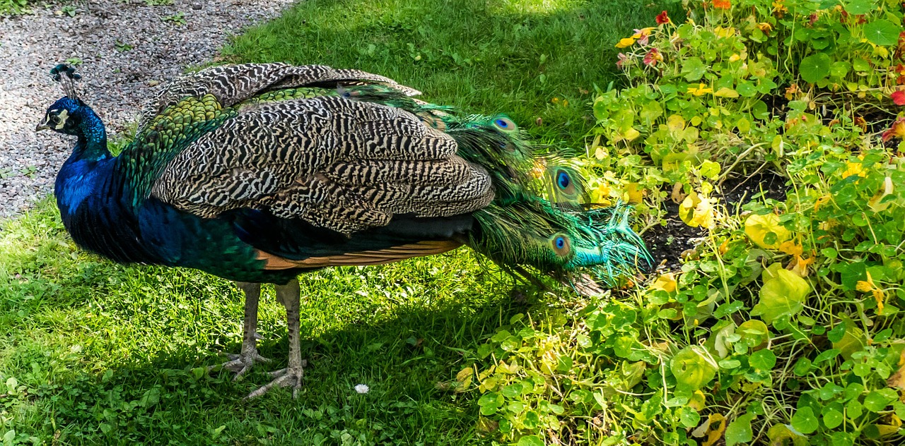 peacock blue bright free photo