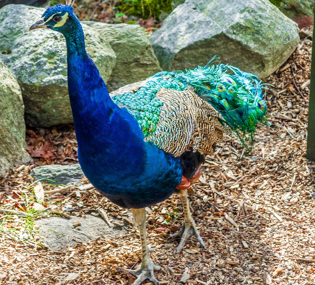 peacock plumage color free photo