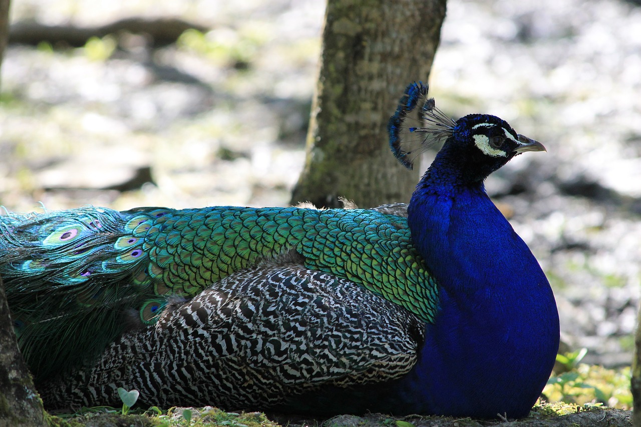 peacock bird nature free photo