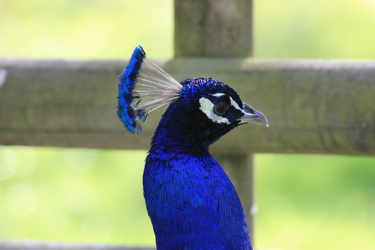 peacock bird animals free photo