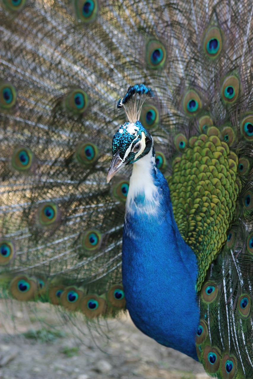 peacock bird nature free photo