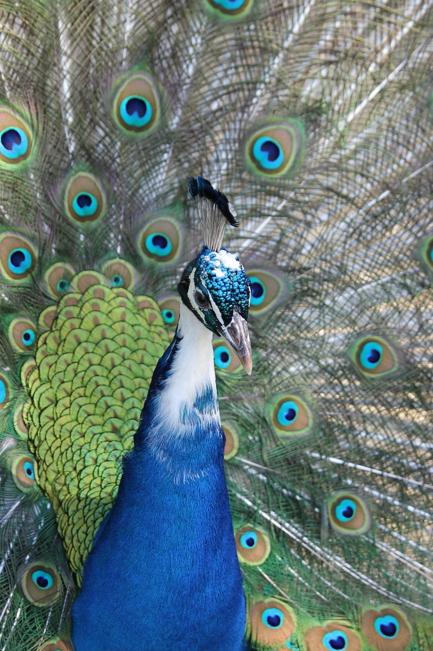 peacock bird nature free photo