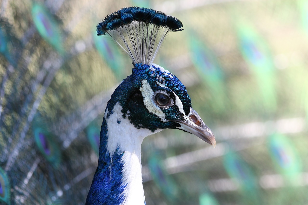 peacock bird nature free photo