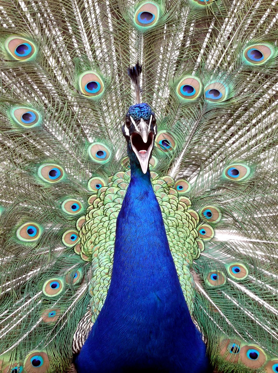 peacock bird blue free photo