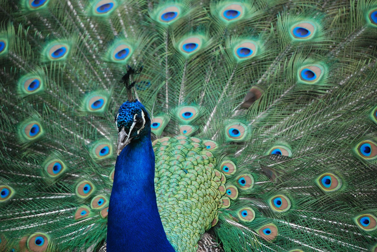 peacock animal nature free photo