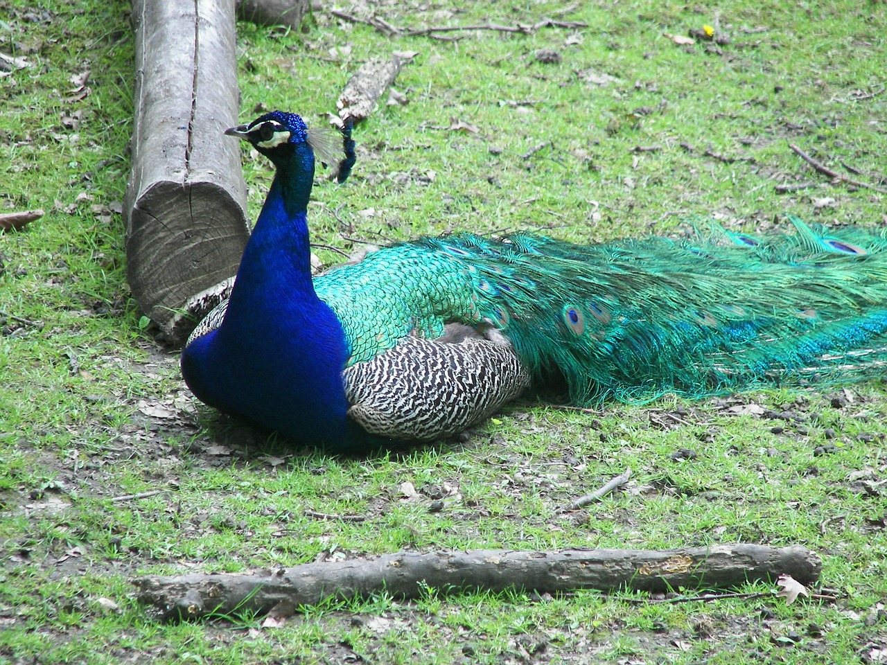 peacock bird zoo free photo