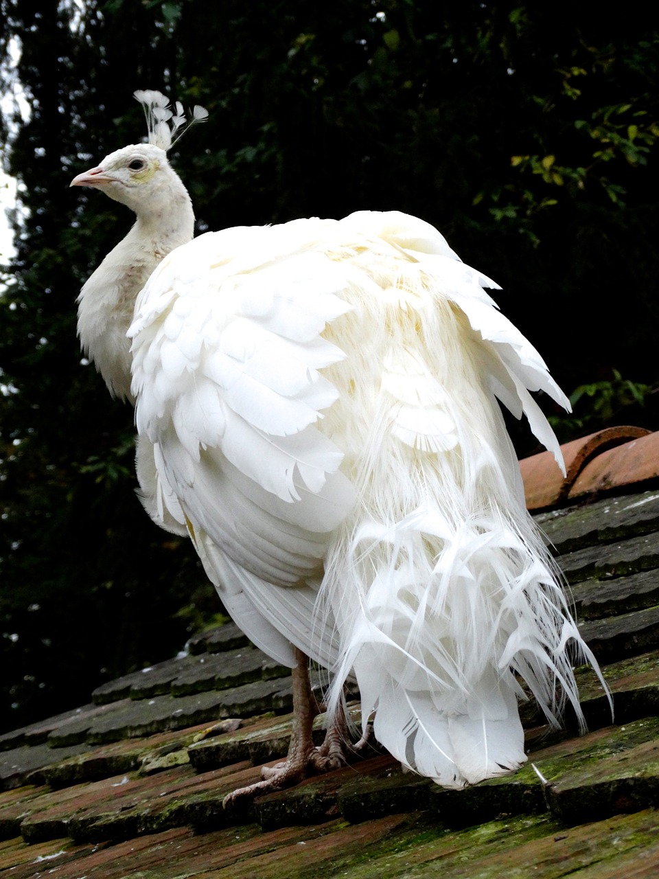 peacock white plumage free photo