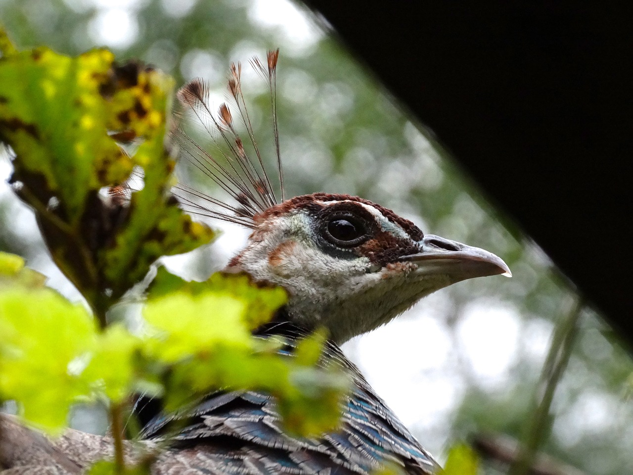 peacock animal head plumage free photo