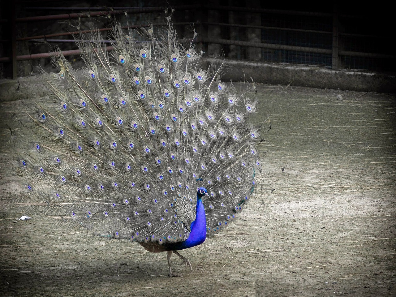 bird peacock blue free photo