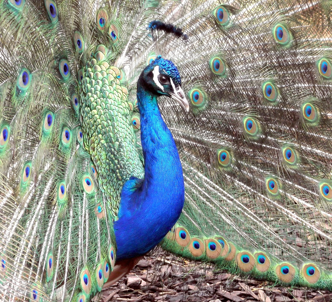 peacock bird plumage free photo