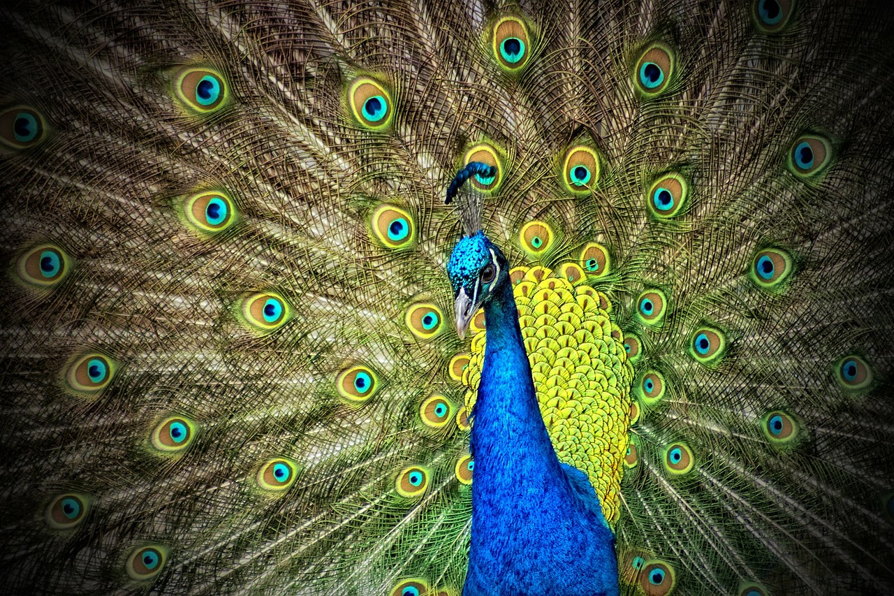 peacock animal iridescent free photo