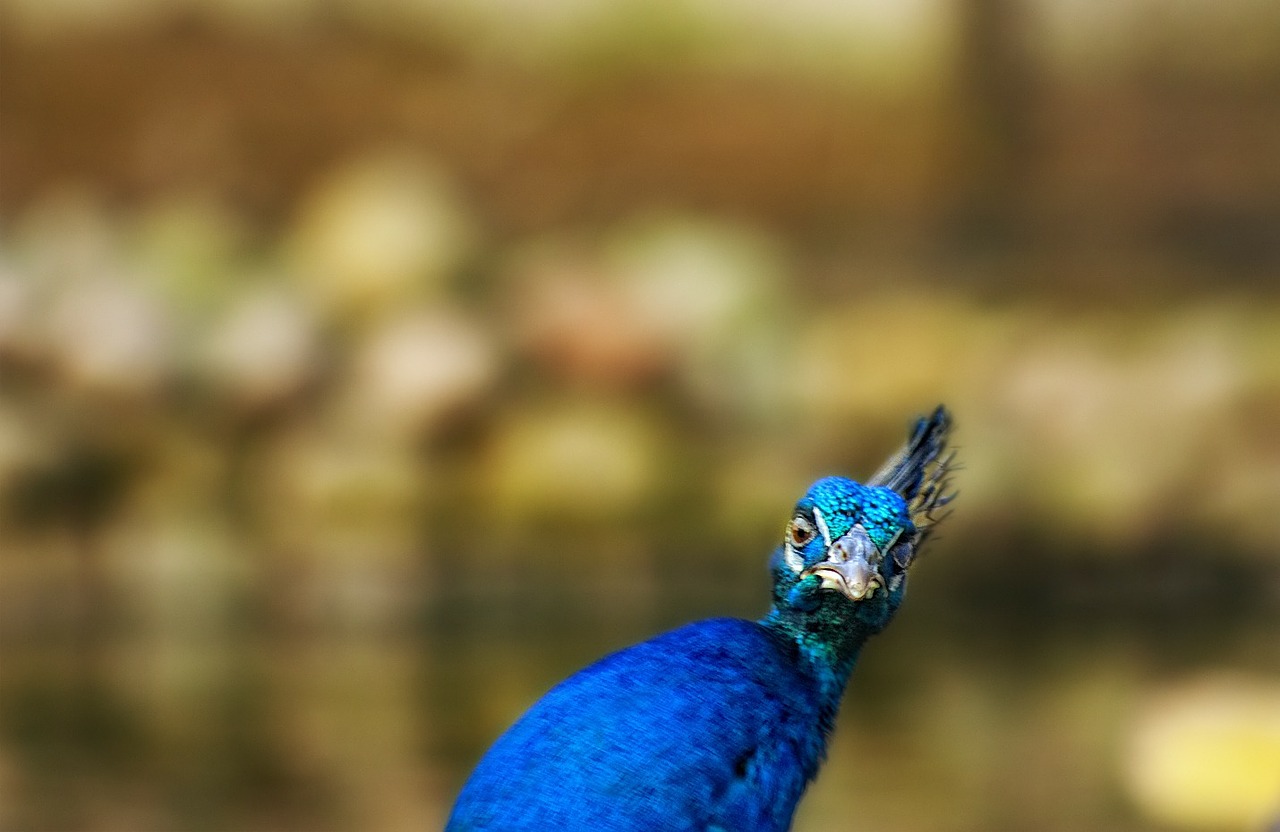 peacock iridescent look free photo