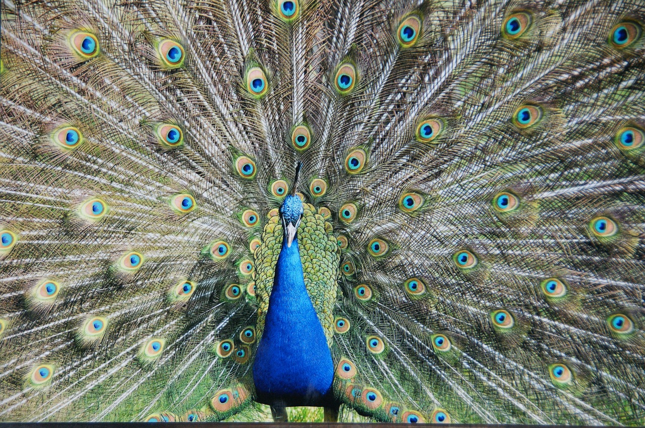 peacock bird fantail free photo