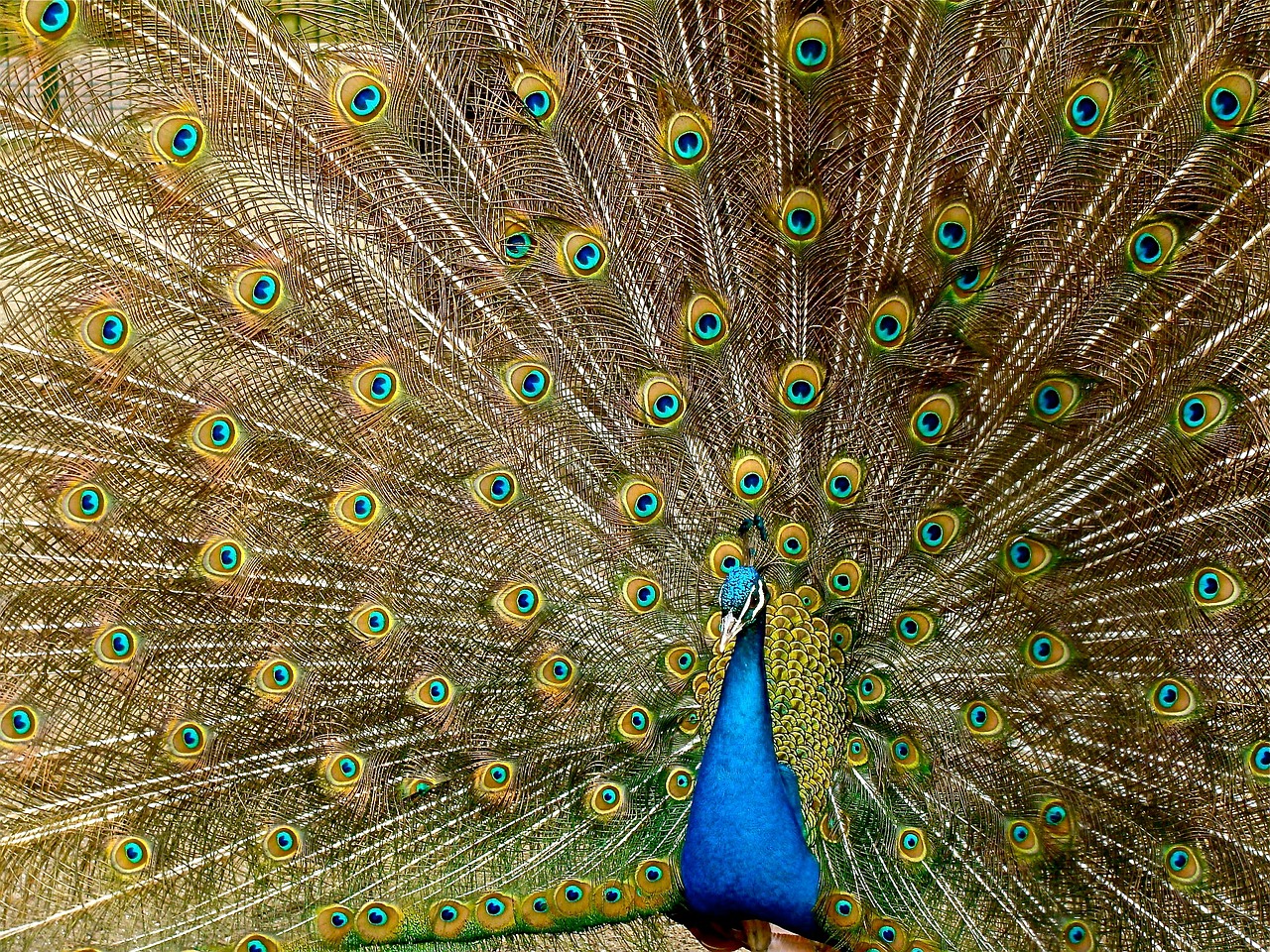 peacock plumage bird free photo