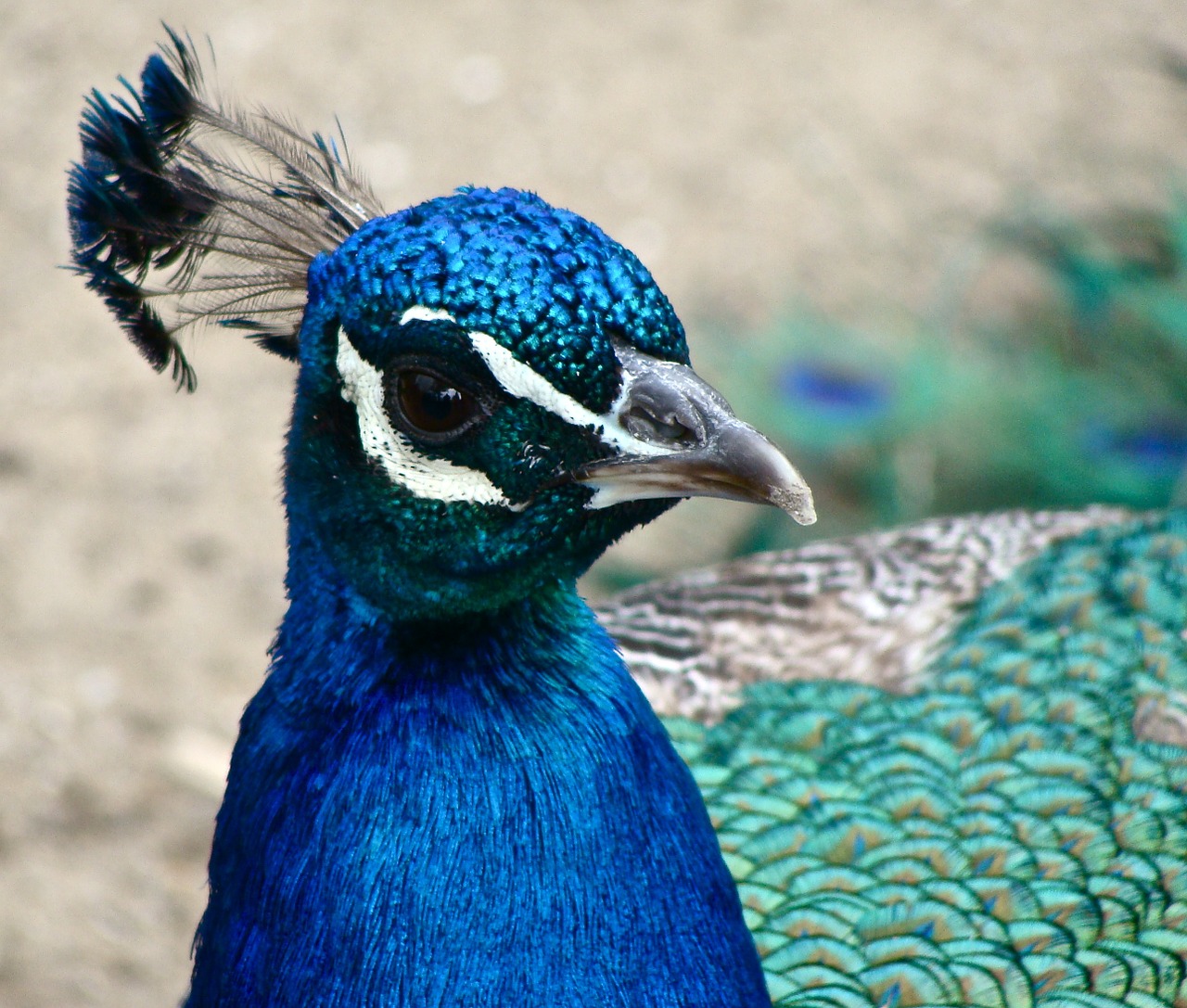 peacock-head-plume-blue-beak-free-image-from-needpix