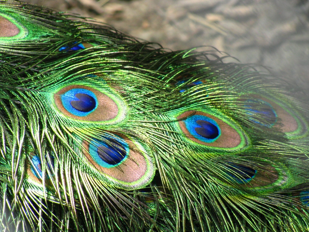 peacock feathers tail free photo