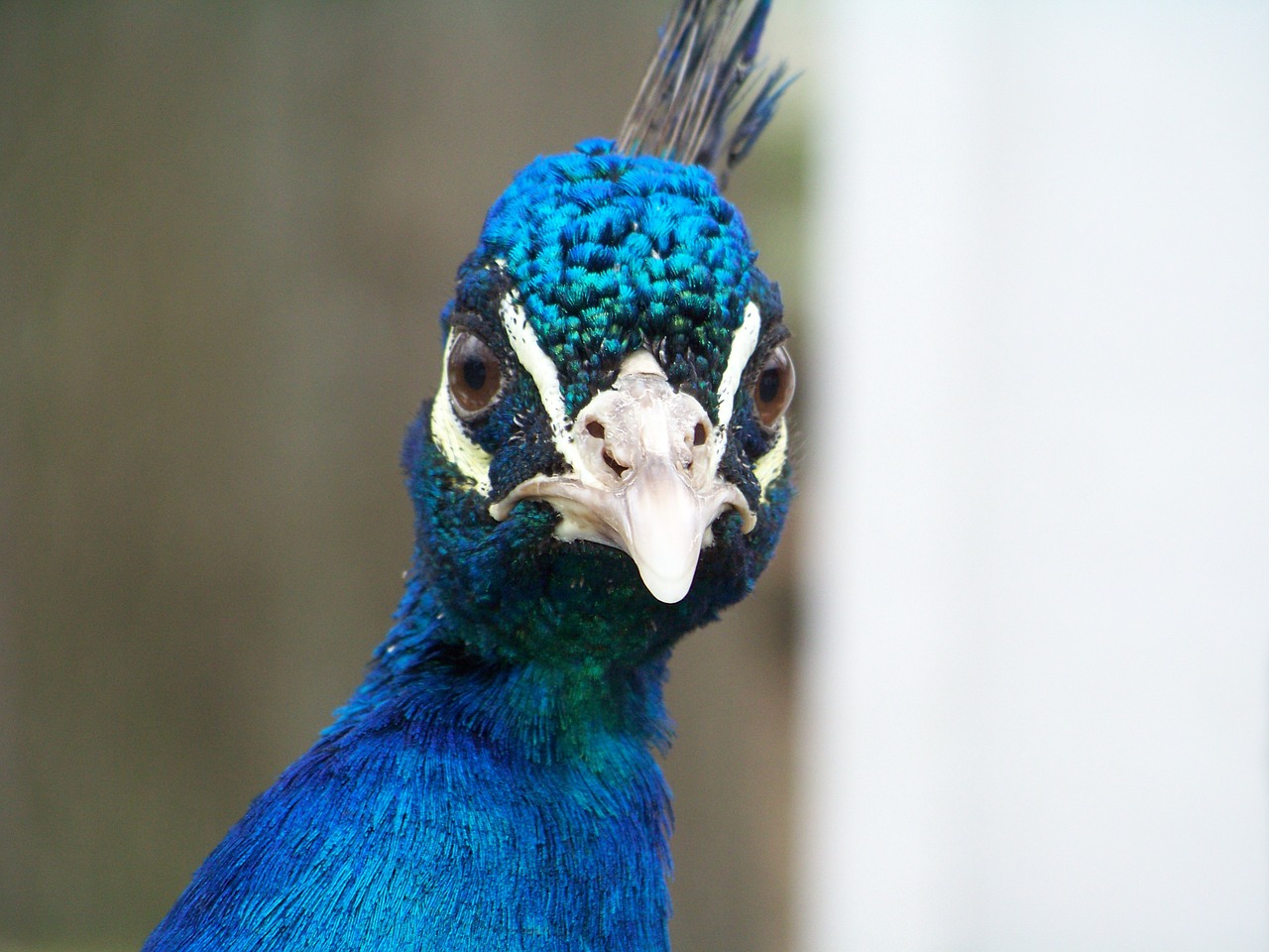 peacock head bird free photo