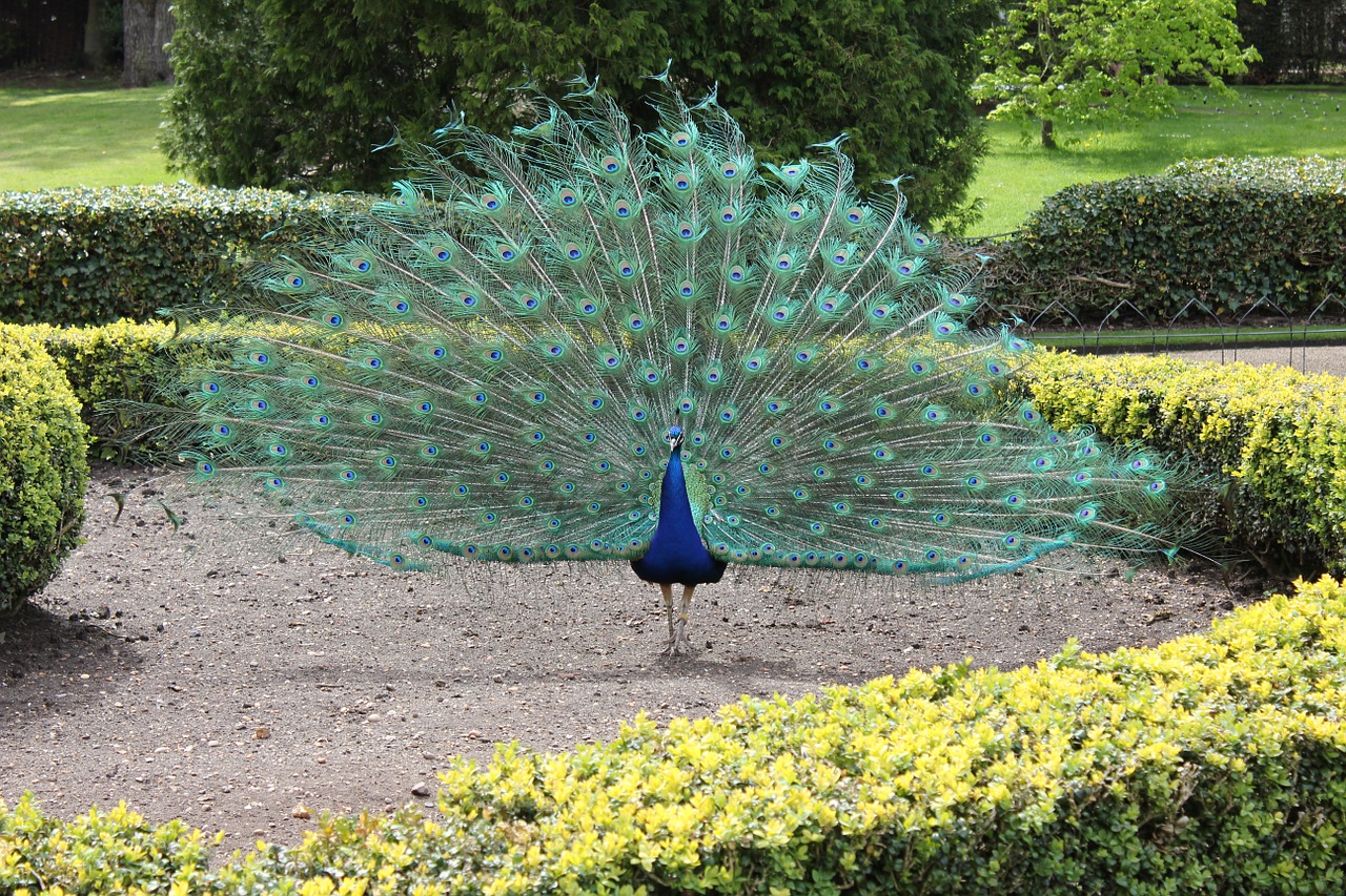 peacock blue bird free photo