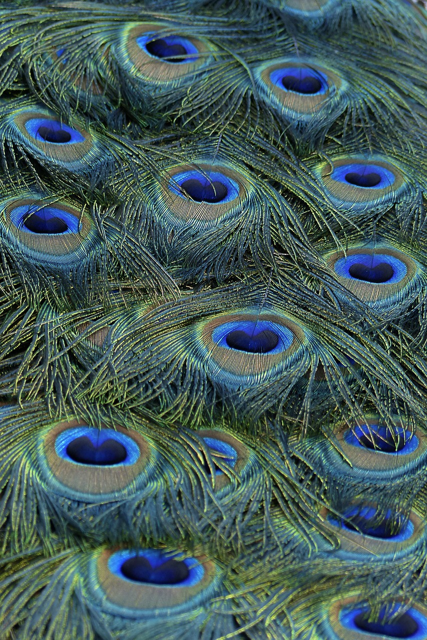peacock feathers blue free photo