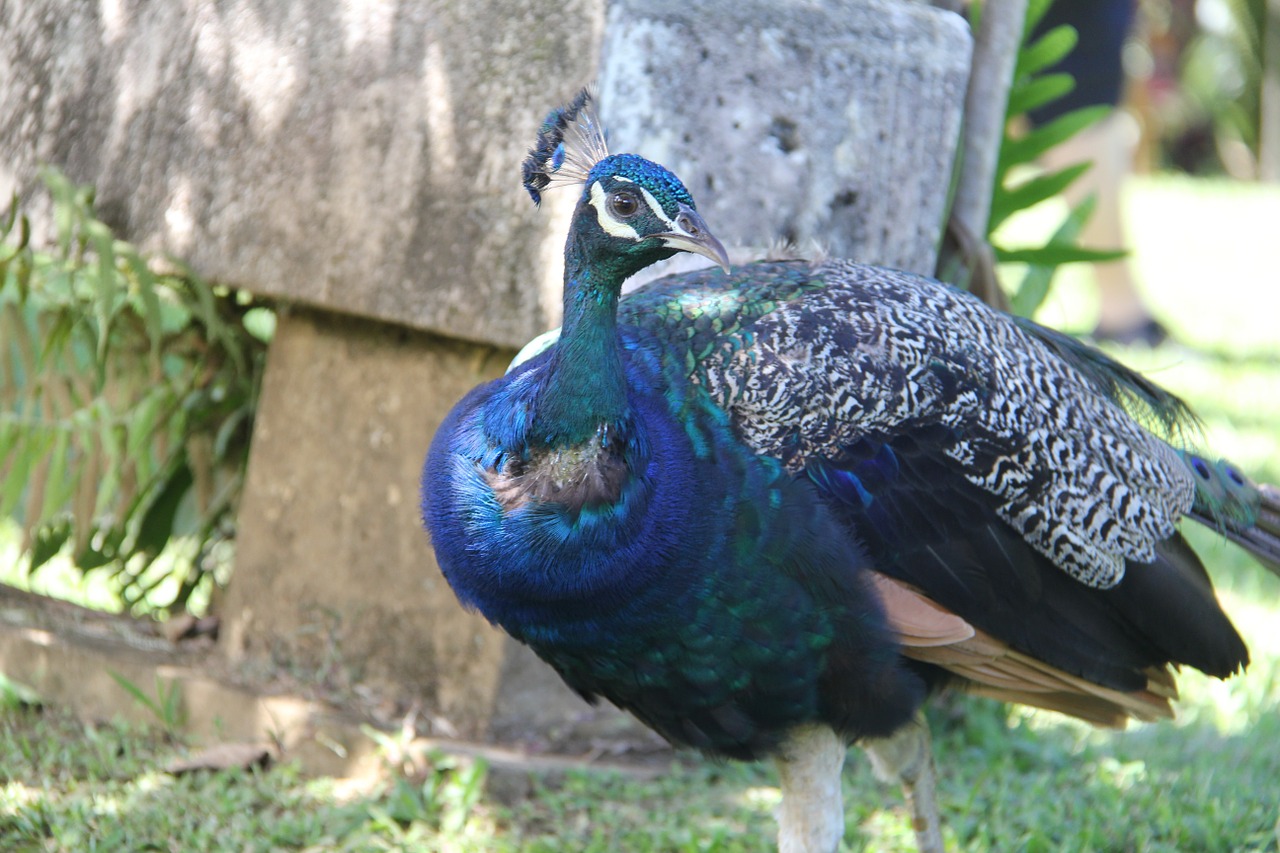 peacock bird nature free photo