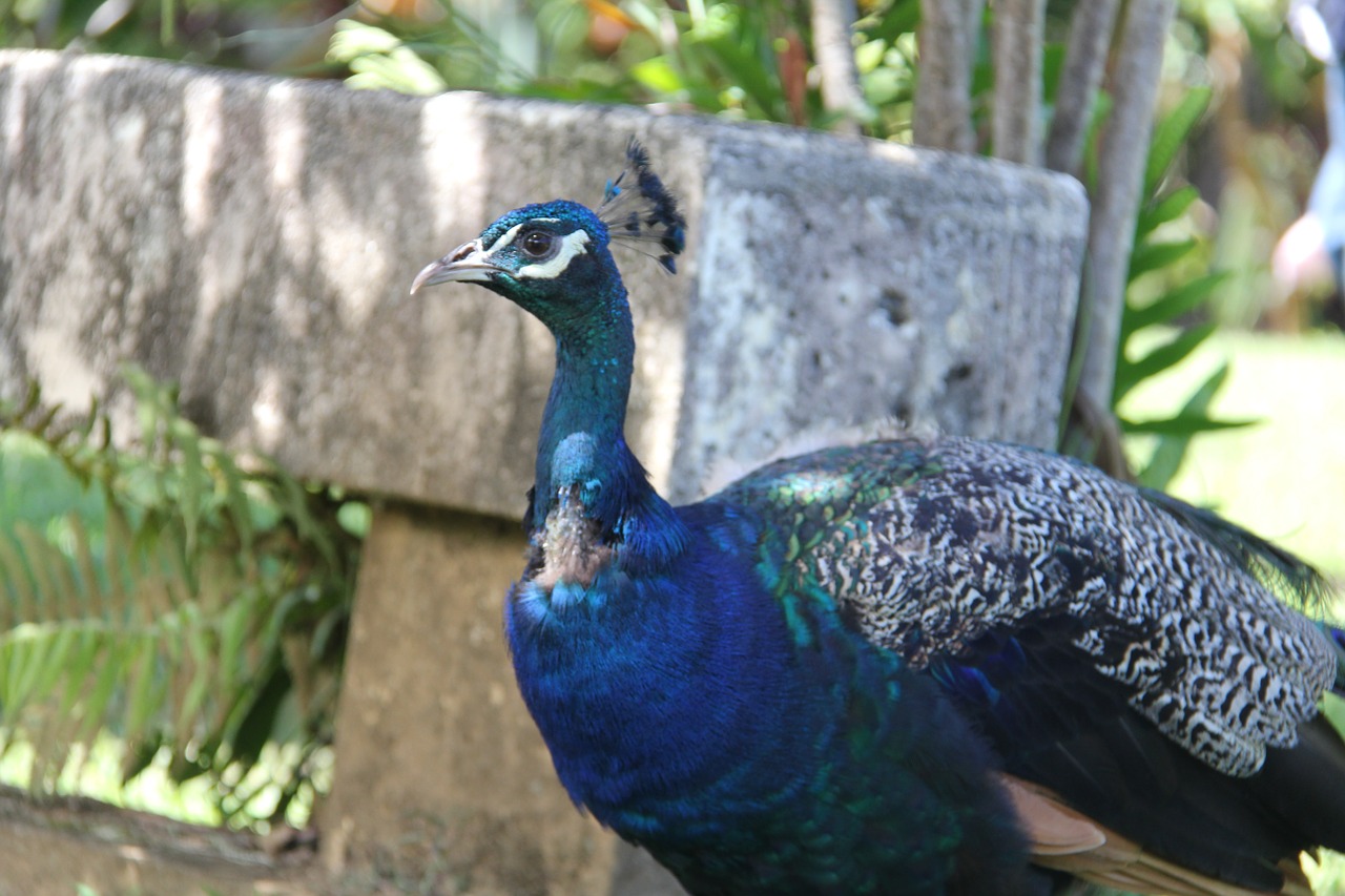 peacock bird nature free photo