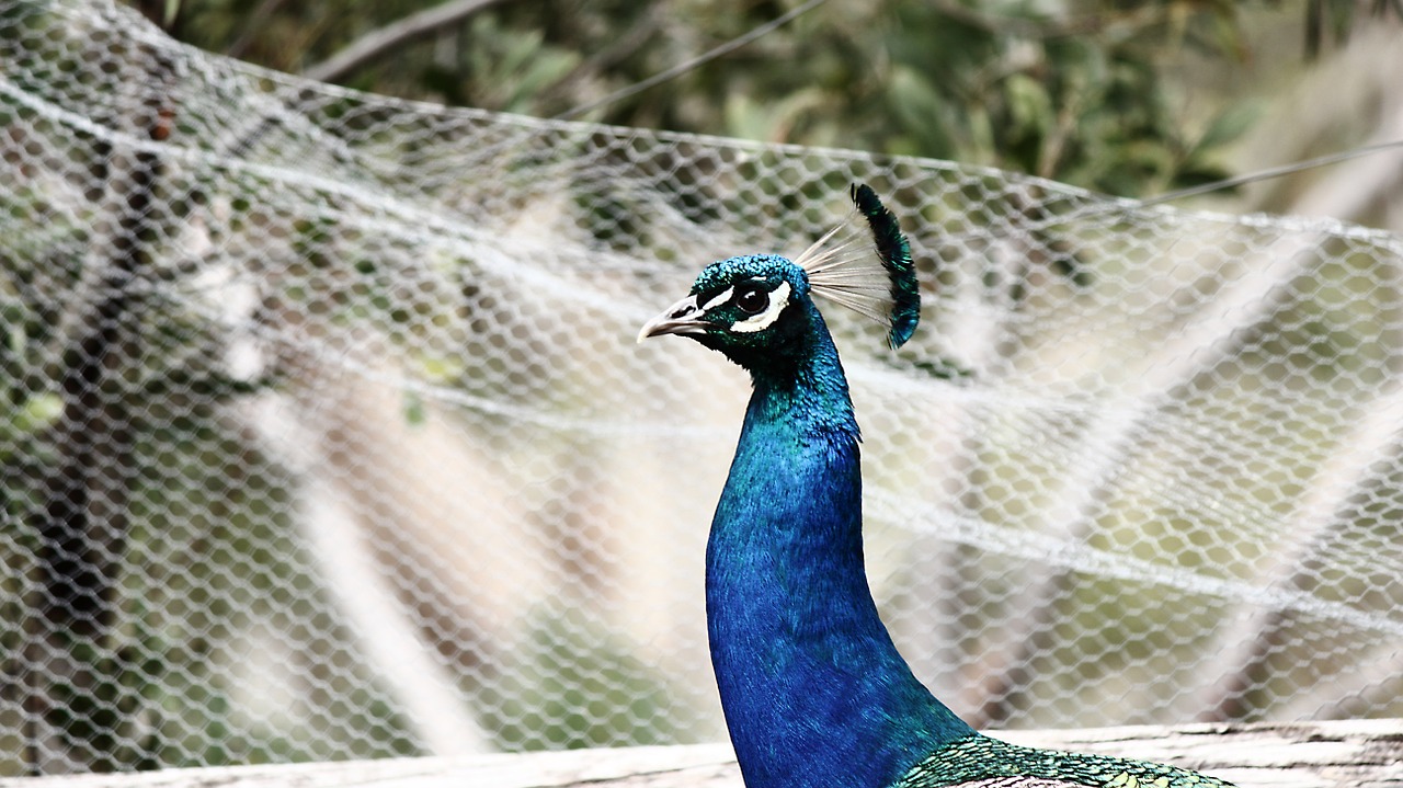 peacock bird animal free photo