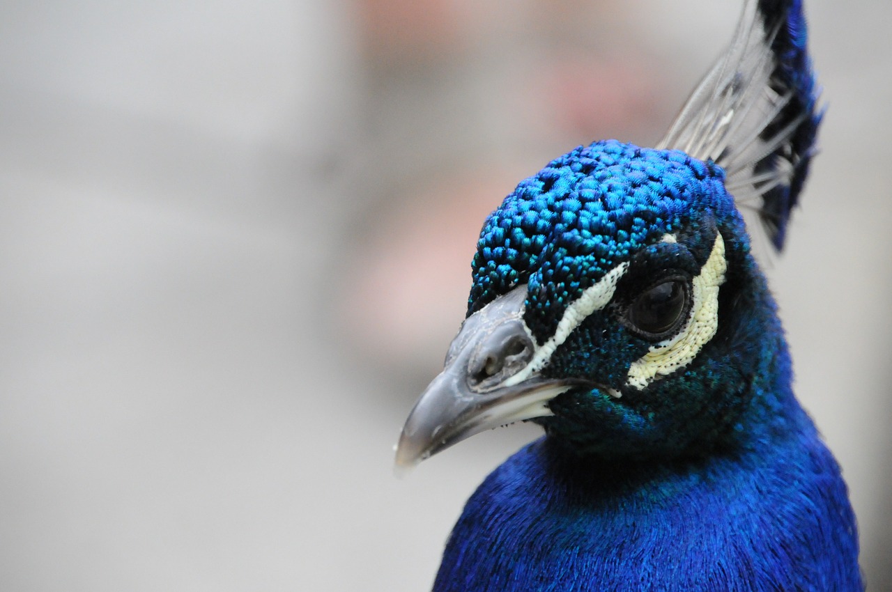 peacock blue bird free photo