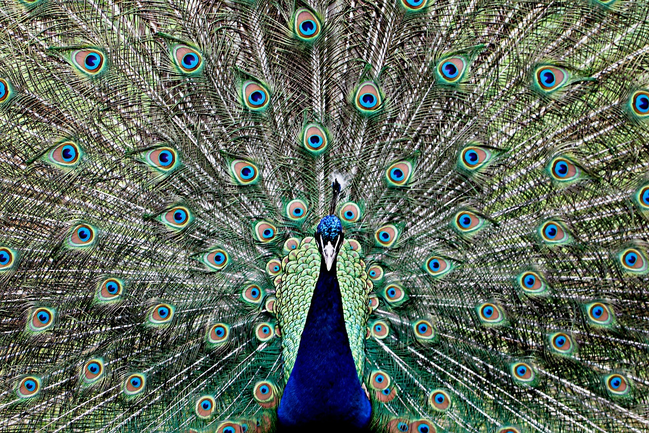 peacock feather eye free photo