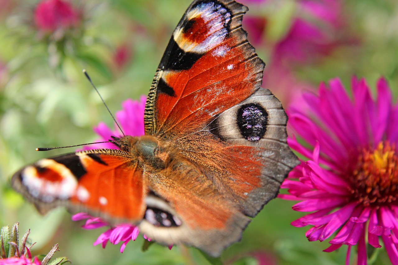 peacock butterfly meadow free photo