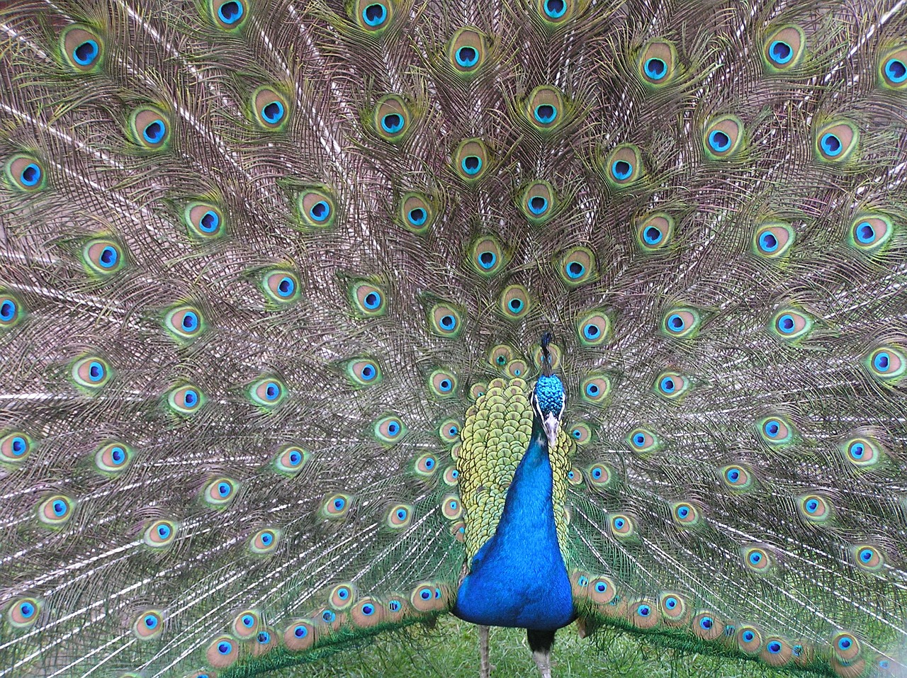 peacock fan tail free photo