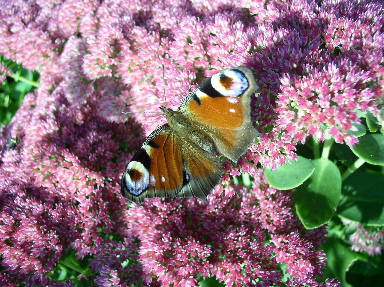 peacock butterfly bird free photo