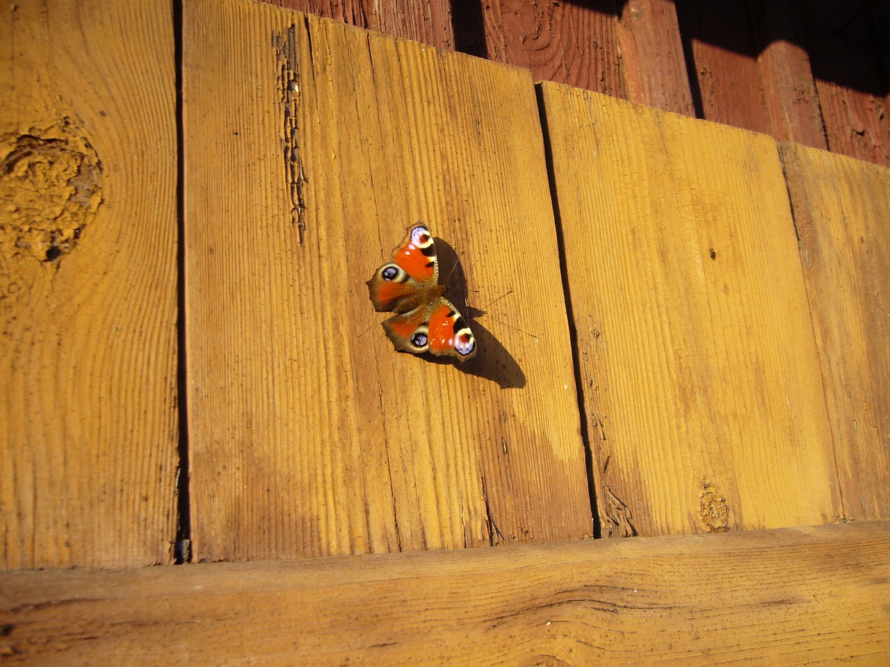 peacock butterfly flower free photo