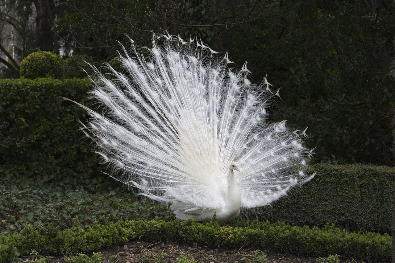 peacock white fauna free photo