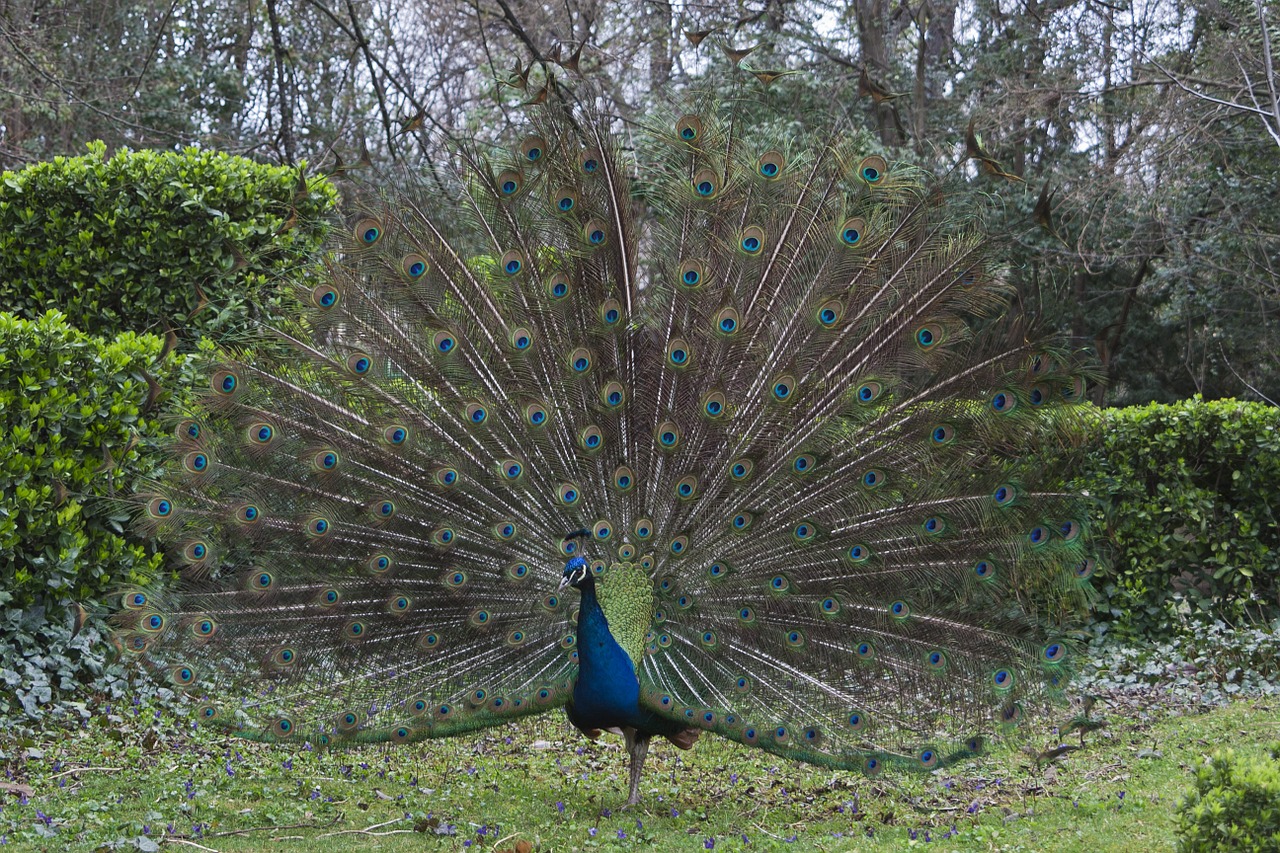 peacock fauna feathers free photo