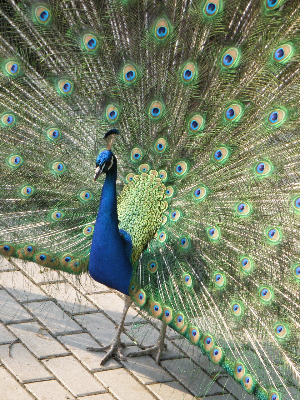 peacock male feather free photo