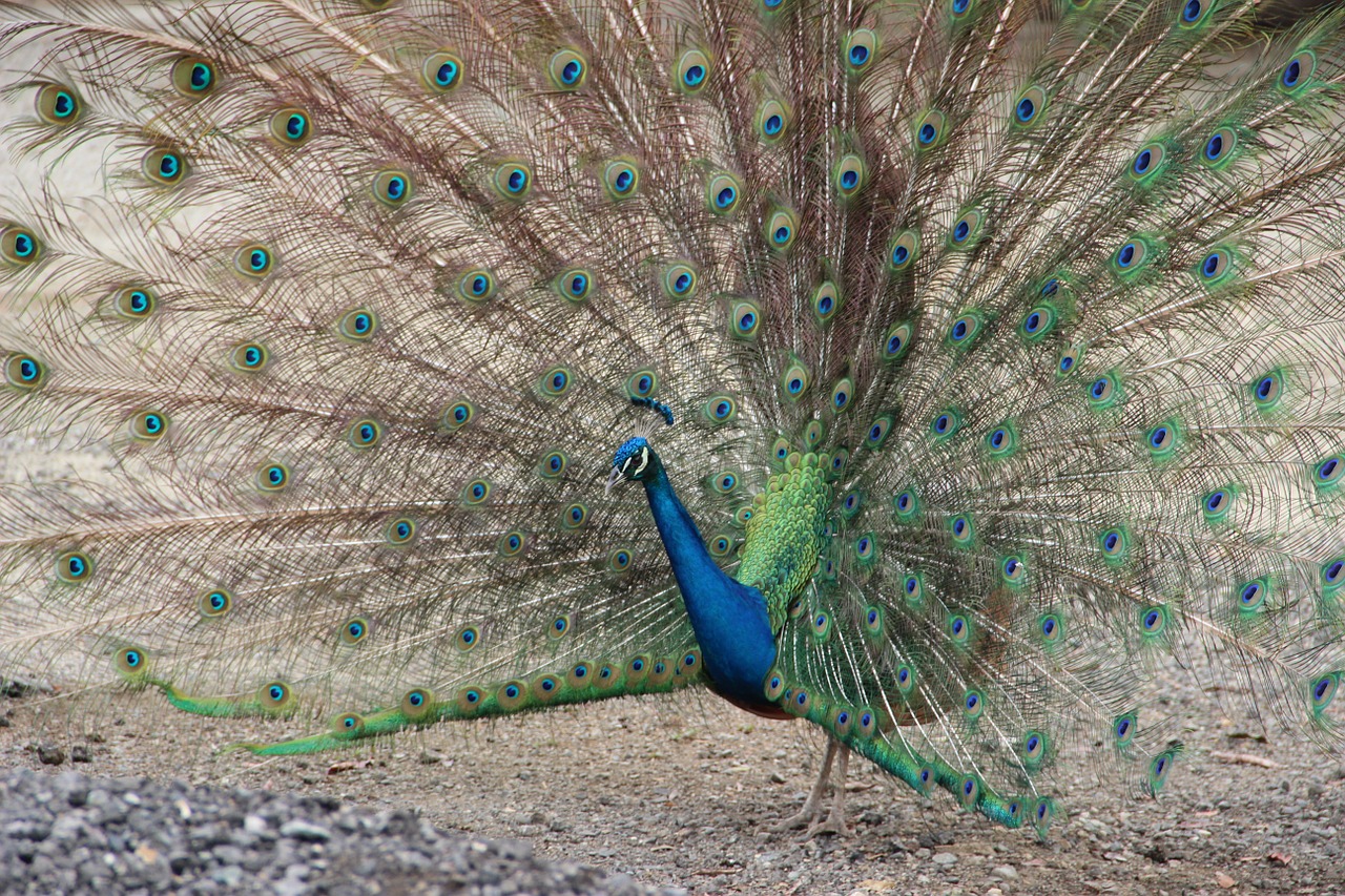 peacock ave feathers free photo