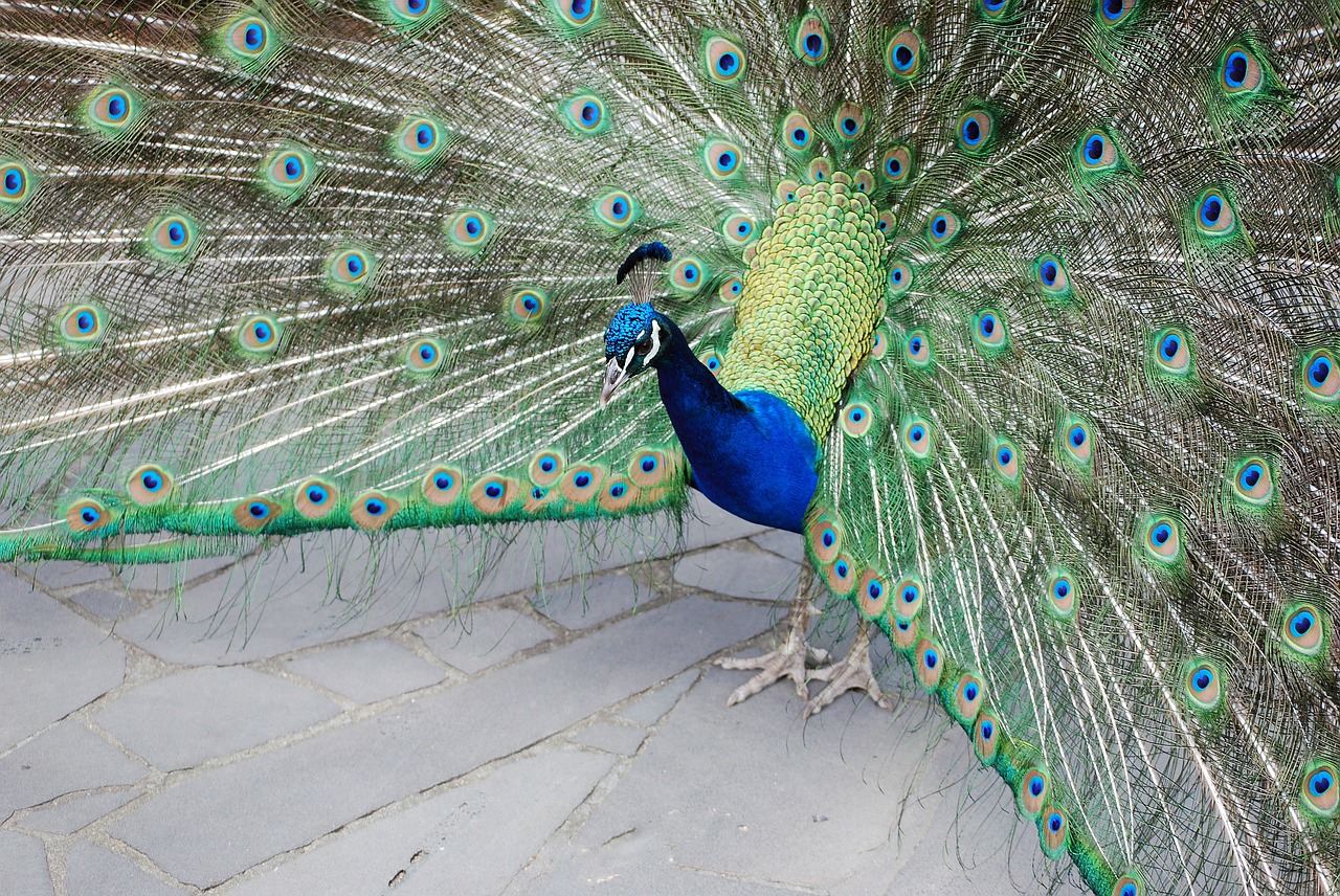 peacock nature bird free photo