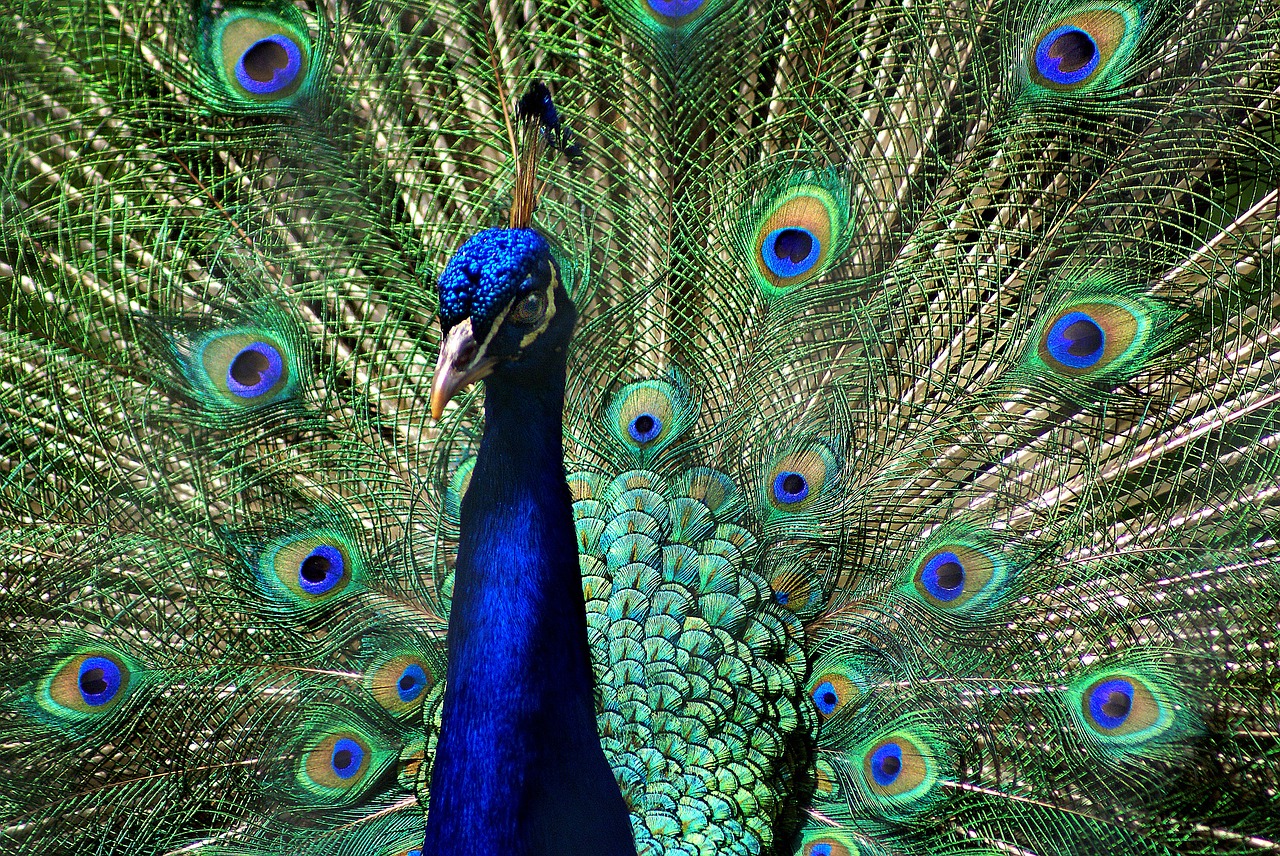 peacock colors feathers free photo
