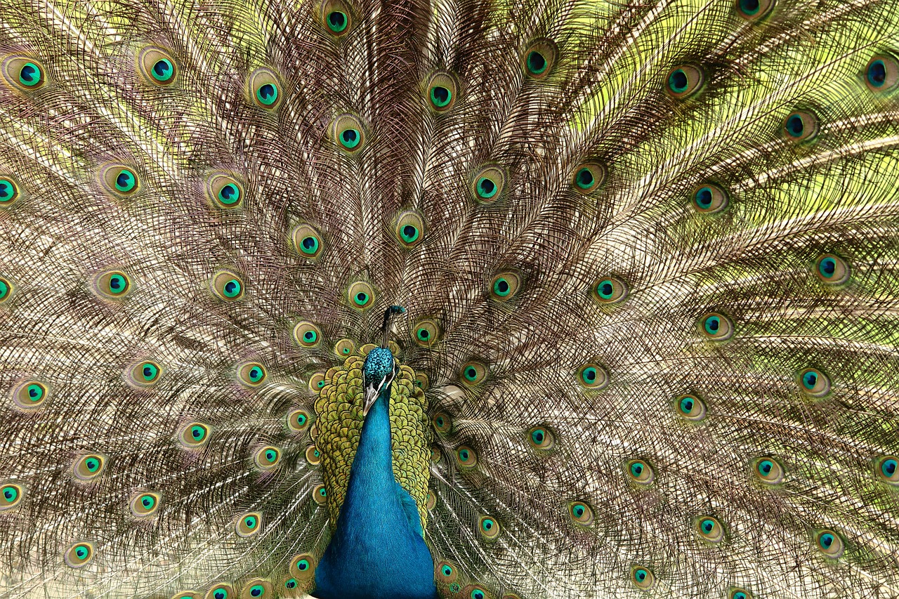 peacock bird peacock feathers free photo