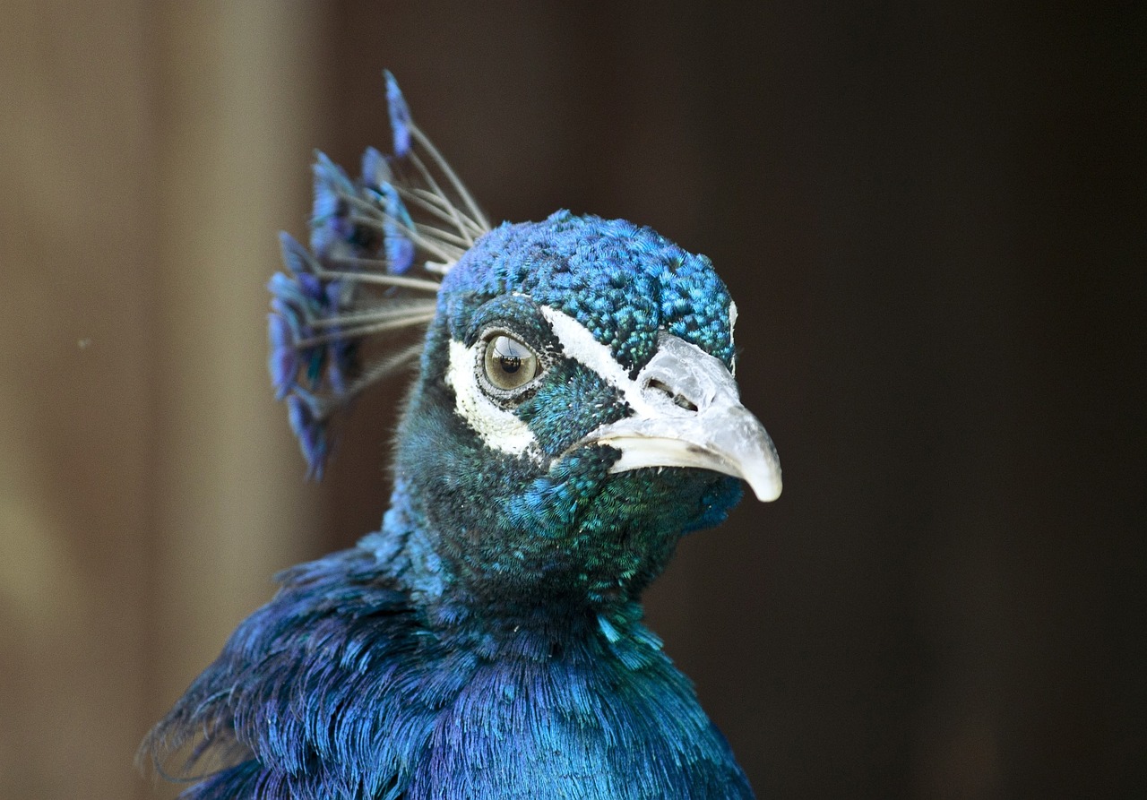 peacock bird animal free photo