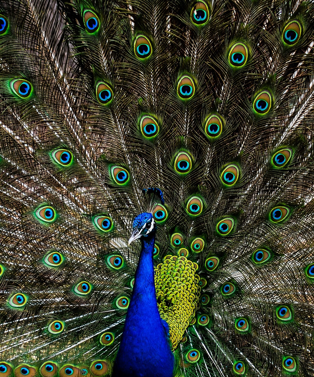 peacock green alone free photo