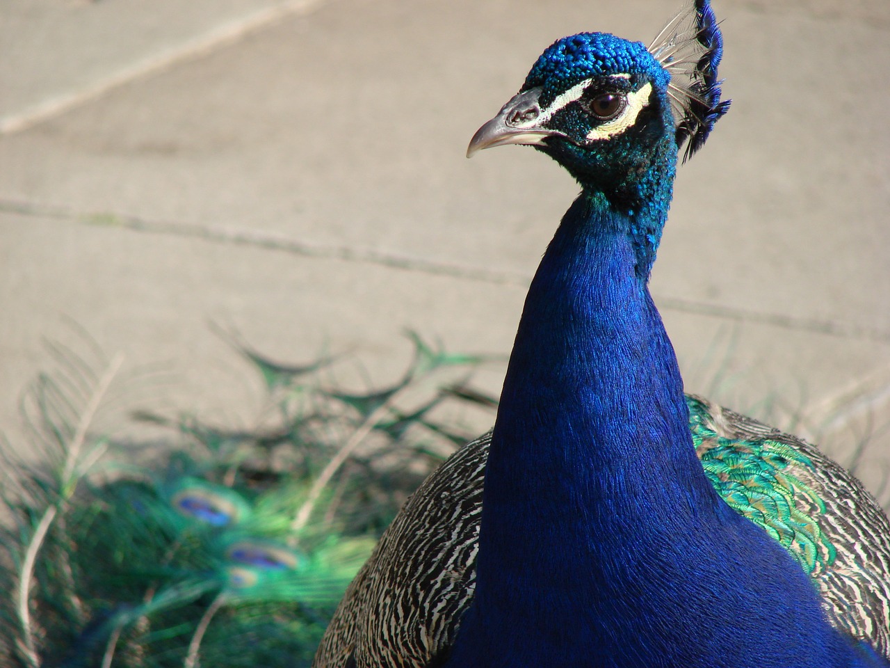 peacock blue bird free photo