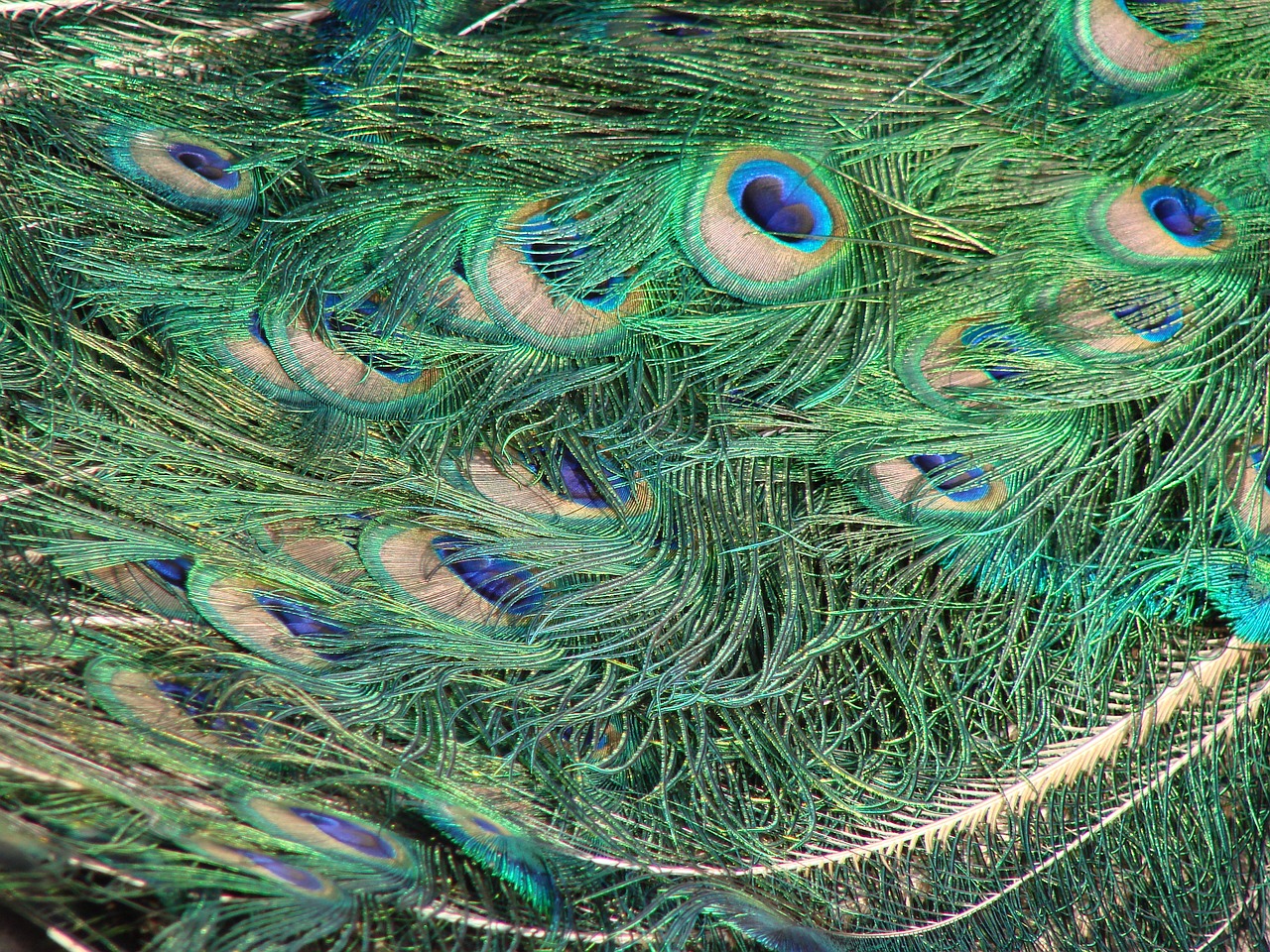 peacock green blue free photo