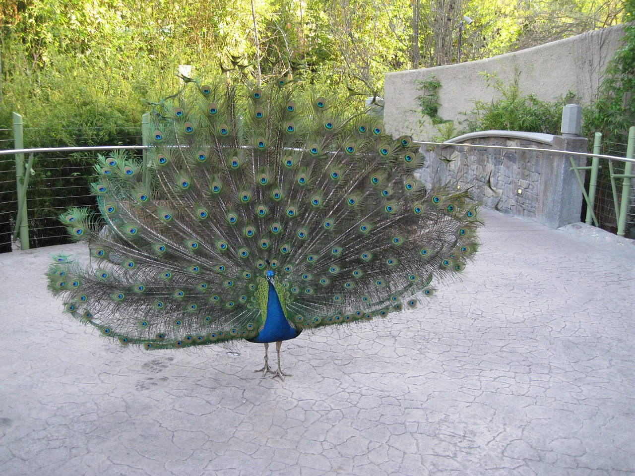 peacock bird feathers free photo