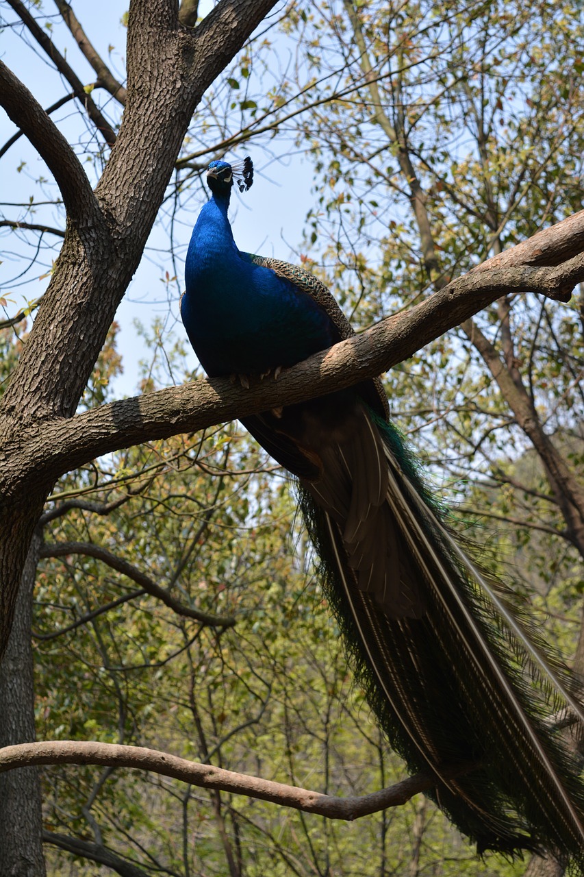 peacock peacock tree bird free photo