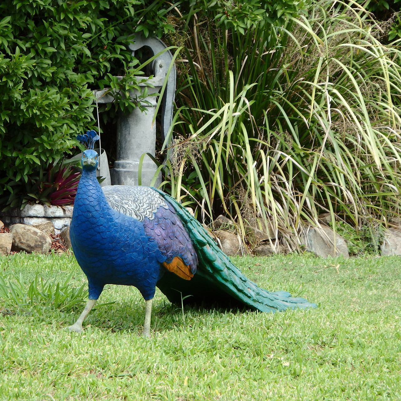 peacock peafowl bird free photo