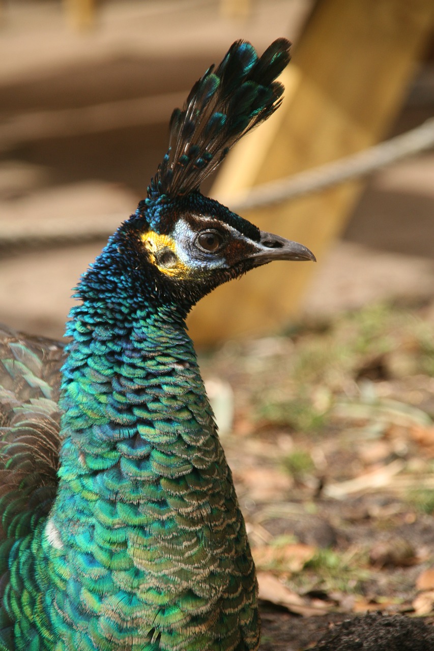 peacock animal apenheul free photo